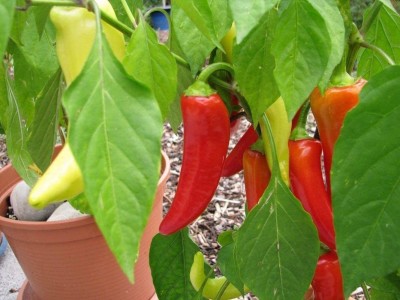 CYBEXIS Good Germination Pepper Chilli Mix Seeds2400 Seeds Seed(2400 per packet)