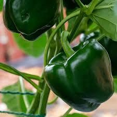 Arshiayat Green Capsicum (Shimla Mirch) Seed(25 per packet)