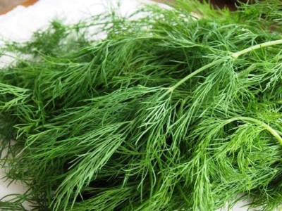 CYBEXIS LXI-56 - Dill Mammoth Long Island - (2250 Seeds) Seed(2250 per packet)