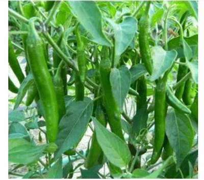 Arshiayat Hybrid Chilli Seeds, Bullet Mirchi Seed(210 per packet)