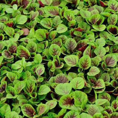 Quentova Amaranthus tricolor-VISHVA Seed(400 per packet)