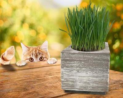 CYBEXIS XL-80 - Premium Hard Red Winter Wheat - (22500 Seeds) Seed(22500 per packet)