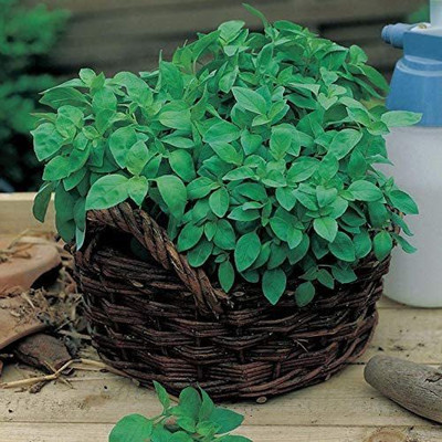 VibeX ® LXI-43 Lemon Basil Seeds Seed(1000 per packet)