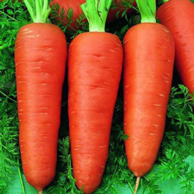 CYBEXIS Hybrid Seeds for Yard - Carrot4000 Seeds Seed(4000 per packet)