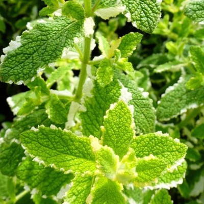 CYBEXIS LX-64 - Pineapple Mint Rare - (1350 Seeds) Seed(1350 per packet)