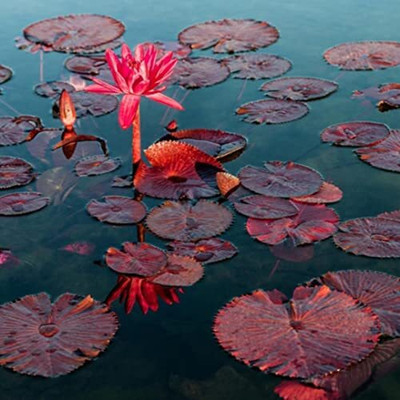 Aywal Mixed Color Water Lily Seed(7 per packet)