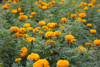 everlite marigold,gende ka phool seeds Seed(20 per packet)