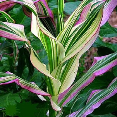 WILLVINE SCI -XVI Japonica Striped Corn-[100g] Seed(400 per packet)
