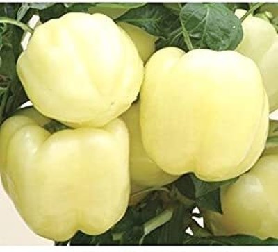 TRICONE Hybrid White Capsicum Shimla mIrch शिमला मिर्च के बीज 250 Seeds 
DF94 Seed(250 per packet)