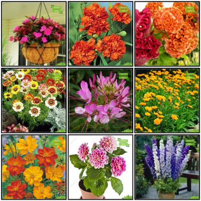 LPR MIX COMBO, FLOWER COMBOO Seed(35 per packet)