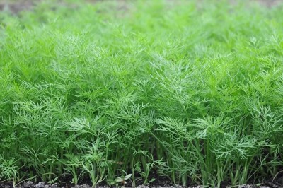 GRAXY Dill Firework Rare Herb Seed(200 per packet)