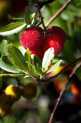 MAA LITCHI,LICHEE,LYCHEE Seed(11 per packet)