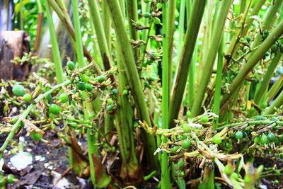 CYBEXIS HUA-31 - Rare Green Cardamom Elettaria cardamomum - (60 Seeds) Seed(60 per packet)
