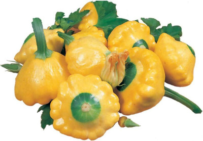 Qualtivate AXL-1AT Sunburst Hybrid Squash Seeds Seed(30 per packet)
