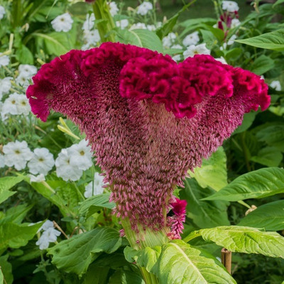 UGRA Cockscomb Seeds (Celosia argentea var Seed(15 per packet)
