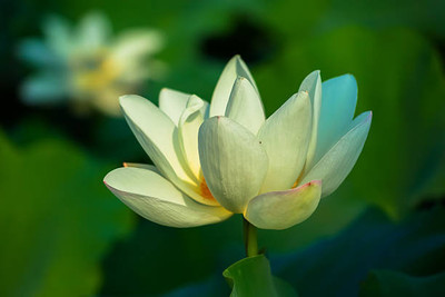 ginnienterpris lotus,kamal gatta Seed(14 per packet)