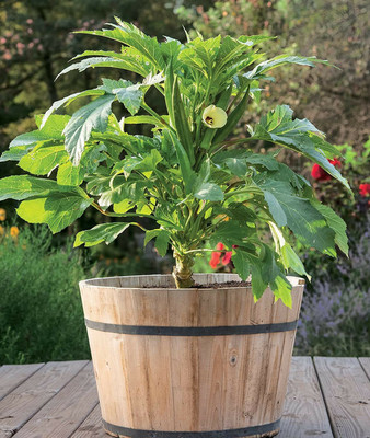 Farmonix Z1349_R_Baby Bubba Okra Seeds Seed(150 per packet)