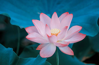 mahakal collection lotus,kamal gatta Seed(10 per packet)