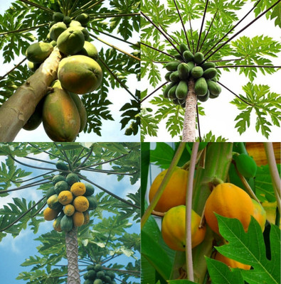 sbains Papaya Red Lady F1 Hybrid Seed no of seeds 66 Seed(66 per packet)