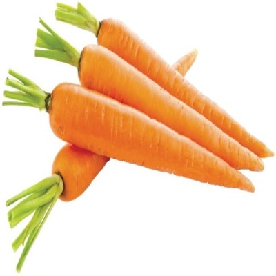 ZIFR विलायती गाजर Orange Carrot Seed(500 per packet)