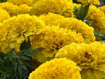 XEFRA marigold/gende ka phool flower seeds Seed(75 per packet)