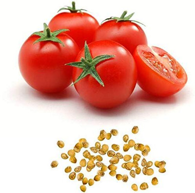 WILLVINE Tomato Imported Red [10g, 3000 Seeds] Seed(3000 per packet)