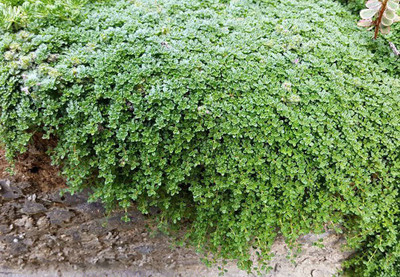 VibeX GBPUT-44 - Elfin Thyme Plant - Thymus Minus - (1350 Seeds) Seed(1350 per packet)