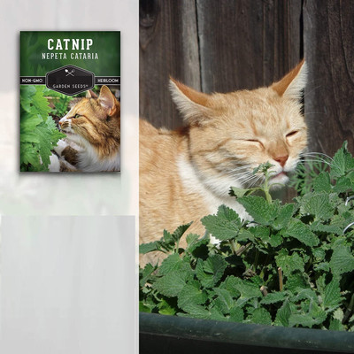Qualtivate ATS-42 Cat Mint Catwort Catswort Catnip Seed(1000 per packet)
