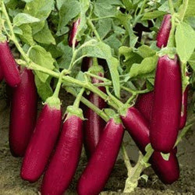 CYBEXIS TLX-24 - Chinese Pink Brinjal F1 Hybrid Variety - (150 Seeds) Seed(150 per packet)