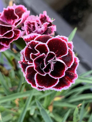 Lorvox Sweet William- Herald of Spring Seed(50 per packet)