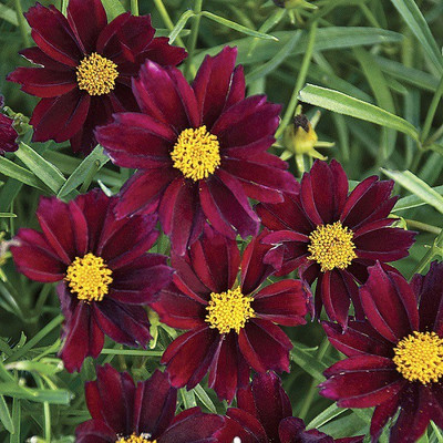 CYBEXIS Coreopsis, Mercury Rising400 Seeds Seed(400 per packet)