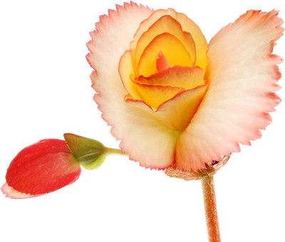 CYBEXIS NDIR-34 - Begonia Appleblossom - (270 Seeds) Seed(270 per packet)