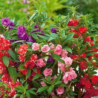 SRKR AGRO Balsam/Dopati Mixed Colour Flower Seeds for planting, high germination Seed(100 per packet)