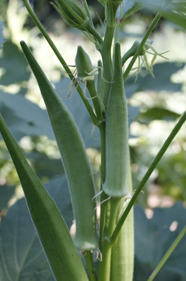 CYBEXIS PUAS-26 - Okra Long Pod Green (Dwarf) - (1350 Seeds) Seed(1350 per packet)