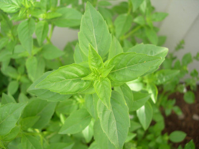 VibeX ® RXI-12 Basil Lime Garden Herb Seed(1000 per packet)