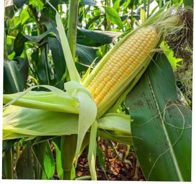 greenfarm NXC- Yellow Sweet Corn Seeds / Best quality , 100 X Seeds , frr154 Seed(100 per packet)