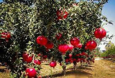 KANAYA POMEGRANATE FRUIT Seed(75 per packet)