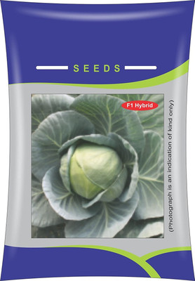KNESSiN Cabbage Frontier -{800 Seeds} Seed(800 per packet)
