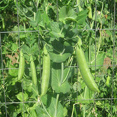 CYBEXIS Non-GMO Vegetable Plant Pea Seeds400 Seeds Seed(400 per packet)