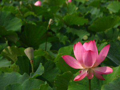 Shiv Shakti Ent lotus,kamal seeds Seed(20 per packet)