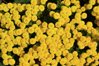 JDM Store marigold/gende ka phool flower seeds Seed(50 per packet)