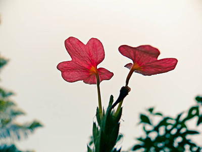 modernseed kanakambaram-firecracker-crossandra Seed(39 per packet)