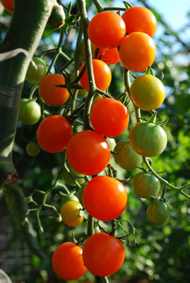 CYBEXIS Cherry Tomato Varieties—‘Sungold’ 2000 Seeds Seed(2000 per packet)