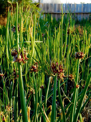Biosnyg Egyptian Walking Onion Seeds-2500 Seeds/10gm Seed(2500 per packet)