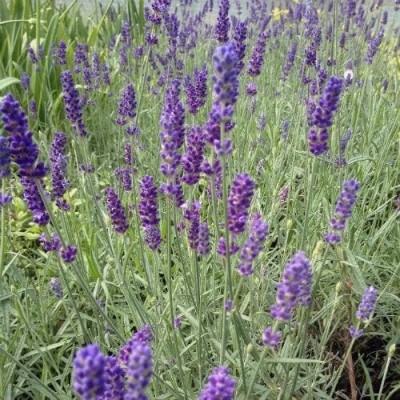 Quentova Lavender Hidcote, English Lavender-KTL-11M Seed(150 per packet)