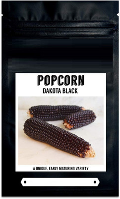 Qualtivate LX-651 Black Popcorn Corn Seeds Seed(500 per packet)
