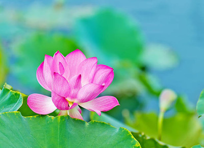 FOURGANIC lotus,kamal gatta Seed(11 per packet)