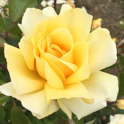 Qualtivate ICRA-9A Yellow Rose Seeds Seed(25 per packet)