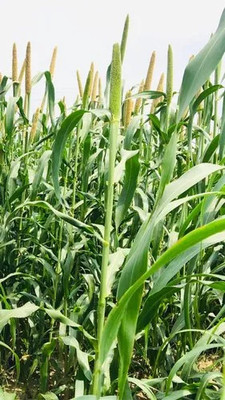 DEYS AGRO ® hybrid bajra seeds|high yield Seed(1800 per packet)