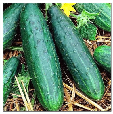 Avysa Cucumber Intimidator F1 Seed-CuC_633 Seed(100 per packet)